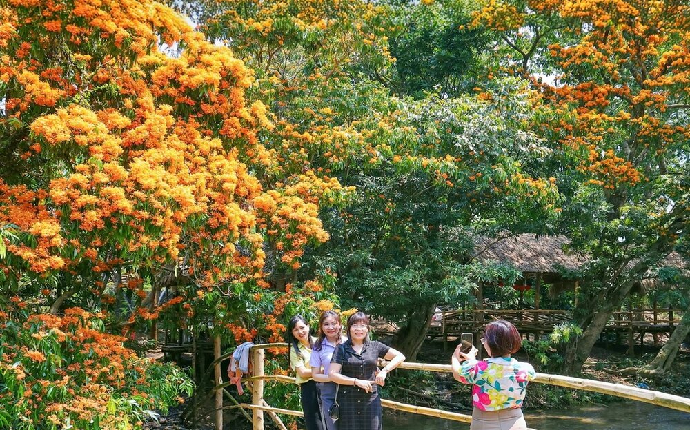 LOÀI HOA RỪNG CHỈ CÓ Ở BÌNH ĐỊNH THU HÚT HÀNG CHỤC NGHÌN DU KHÁCH
